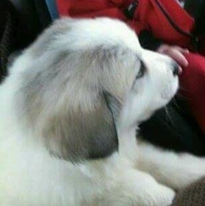 Meet your Posher, Brett